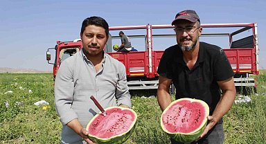 Birçok şehirde karpuz hasadı sona yaklaşırken, Yozgat'ta hasat yeni başladı