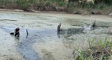 Bolu'da, kuruyan gölette mahsur kalan balıklar kurtarıldı