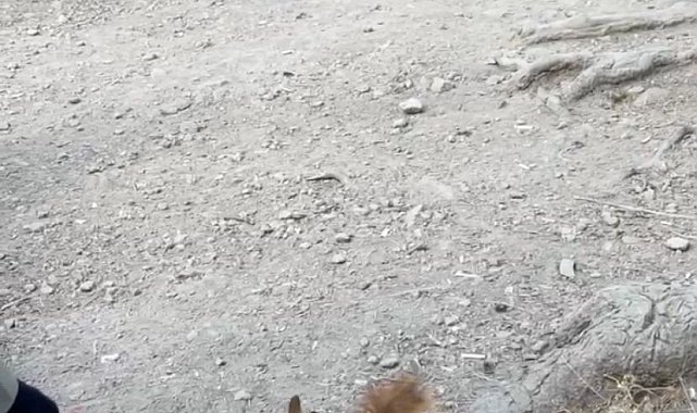 Bolu'da piknikçilere sürpriz ziyaret: Sincabı elleriyle beslediler