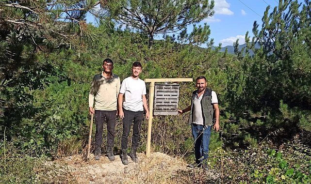 Bolu'da yanan ormanlık alanlara feromon tuzakları asıldı