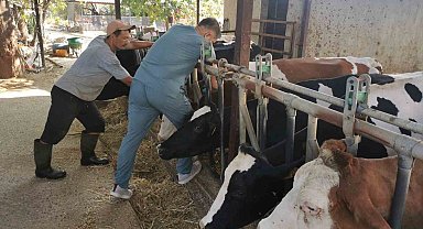 Bozdoğan'da hastalıktan ari işletmelerde kontroller sürüyor