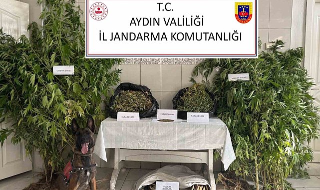 Bozdoğan'da uyuşturucu operasyonu: "Ormanlık alanda kenevir yetiştirmiş"