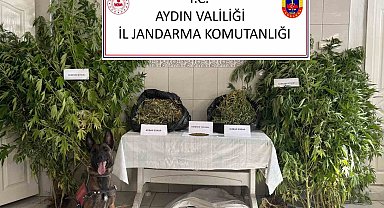 Bozdoğan'da uyuşturucu operasyonu: "Ormanlık alanda kenevir yetiştirmiş"