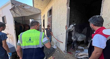 Buca'daki haralara terk edilen sahipsiz atlar kurtarıldı