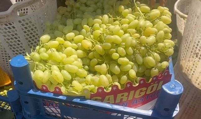 Buldan'da üzüm bağlarında hasat başladı