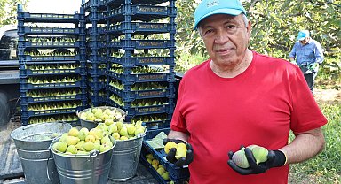 Bursa Nilüfer'de incirde 10 ton verim bekleniyor