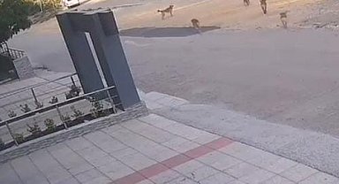 Bursa'da köpek saldırısından son anda kurtuldular