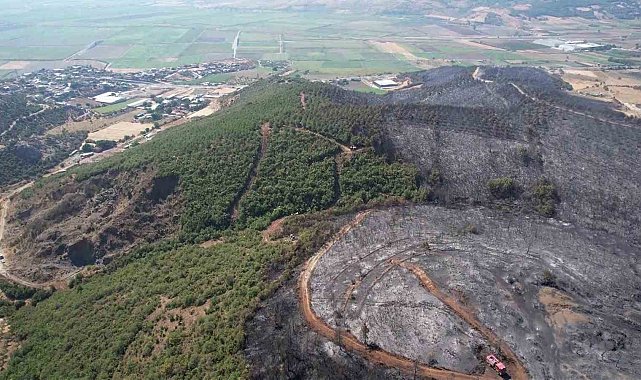 Bursa'da yanan ormandan geriye gri görüntü kaldı