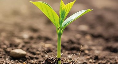 BUSADER'den ağaçlandırma hamlesi: 50 bin fidan için kollar sıvandı