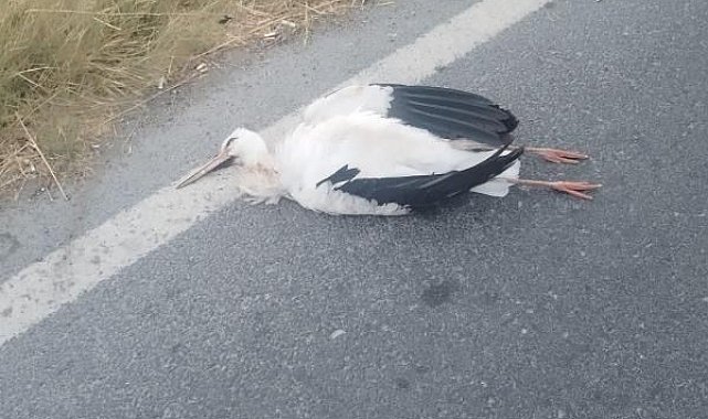 Büyükçekmece'de leyleklerin çarptığı trafoda yangın
