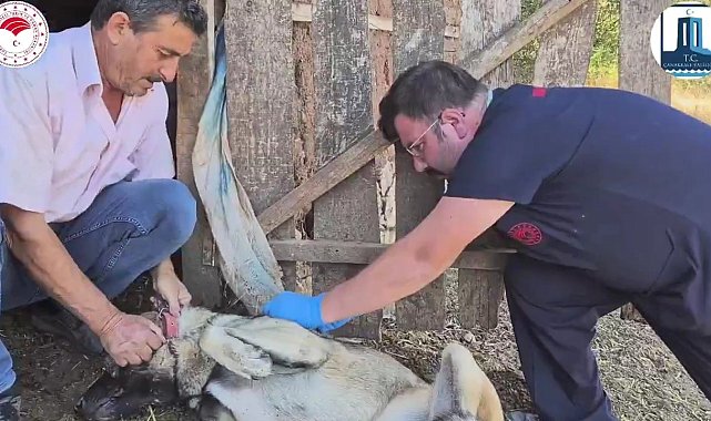 Çanakkale'de 'Sürü Köpeklerine Mikroçip Takılması ve Kimliklendirilmesi Projesi' hayata geçti