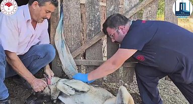 Çanakkale'de 'Sürü Köpeklerine Mikroçip Takılması ve Kimliklendirilmesi Projesi' hayata geçti