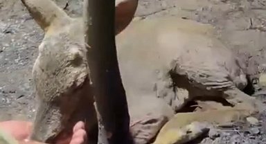 Çanakkale'de çıkan orman yangınında yaralanan yavru ceylana ekipler su yetiştirildi