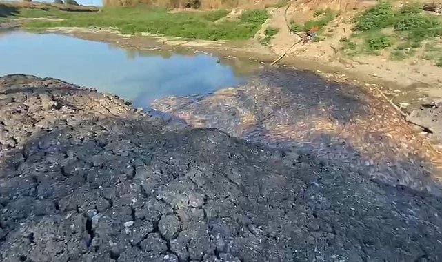 Çanakkale'de Kocabaş Çayı alarm verdi, toplu balık ölümleri yaşandı