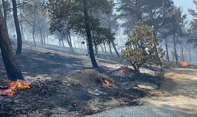Çanakkale'de ormanlık alana sıçrayan yangında villalar yandı
