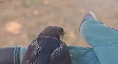 Çanakkale'de tedavisi tamamlanan yavru kırlangıçlar doğaya salındı