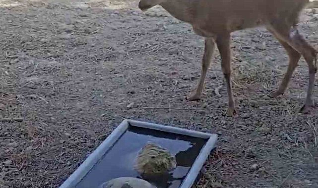Çanakkale'deki yangında yaralanan karaca doğal alanına salındı