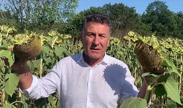 CHP'li Sarıbal'dan ayçiçeği üreticilerine destek çağrısı