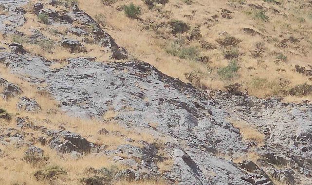 Cilo Dağı'nda dağ keçileri görüntülendi