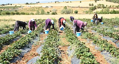 Coğrafi işaretli çileğin hasadı başladı