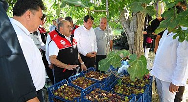 Coğrafi işaretli Havran siyah inciri hasadı başladı