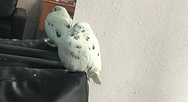 Çok sevdiğini güvercini kayboldu, her yerde onu arıyor