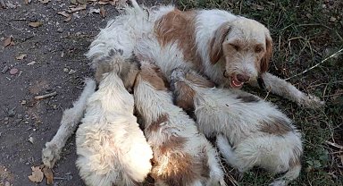 Çukura düşen köpeği itfaiye ekipleri kurtardı