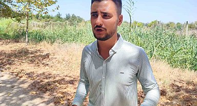 Çukurova Üniversitesi yerleşkesine domuzlar girdi, vatandaş havlayarak kovaladı