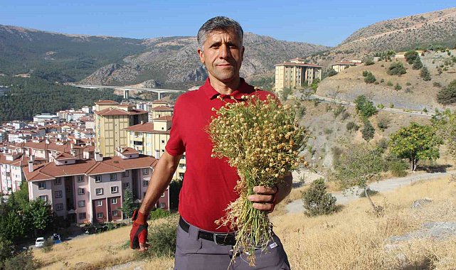 Dağ yamaçlarından topluyor, buketini 100 TL'den satıyor
