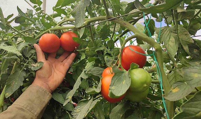 Dekarda 17 ton domates üreten çiftçinin yüzü güldü