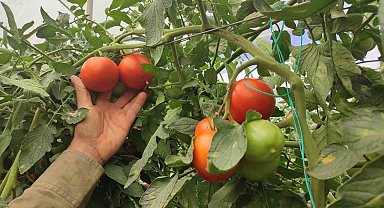 Dekarda 17 ton domates üreten çiftçinin yüzü güldü