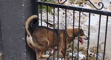 Demir korkuluklara sıkışan köpek itfaiye ekiplerince kurtarıldı