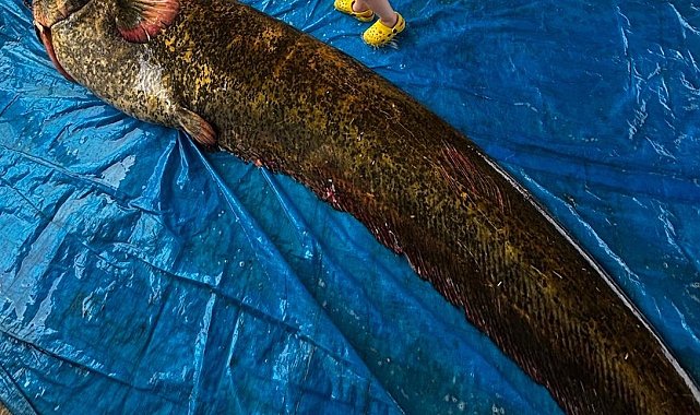 Demirköprü Barajı'nda 114 kiloluk yayın balığı yakalandı