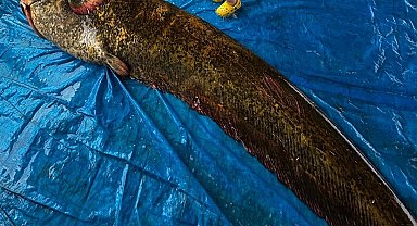 Demirköprü Barajı'nda 114 kiloluk yayın balığı yakalandı