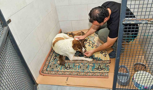 Dereye düşen köpek ve yavrularına Esenyurt Belediyesi sahip çıktı