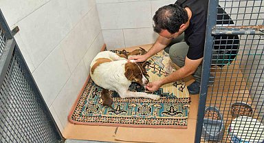 Dereye düşen köpek ve yavrularına Esenyurt Belediyesi sahip çıktı