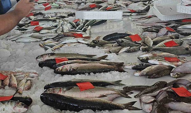 Didim'de ilk balık mezatı gerçekleştirildi