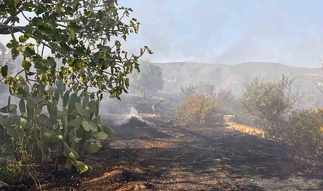 Didim'de makilik ve zeytinlik yangını korkuttu