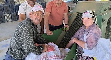 Dinar'da kornişon salatalık sezonu başladı