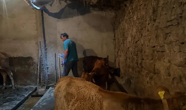 Diyadin'de şap hastalığına karşı aşı çalışmaları devam ediyor