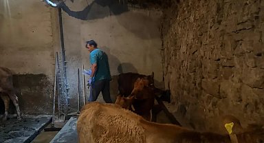 Diyadin'de şap hastalığına karşı aşı çalışmaları devam ediyor