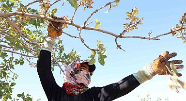 Diyarbakır'da mevsimlik işçilerin sıcak havada fıstık hasadı devam ediyor