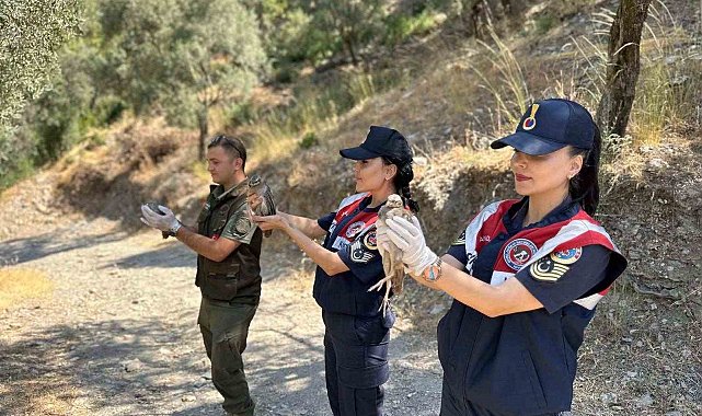 Doğa koruma faaliyetinde 25 bıldırcın ve 21 keklik ele geçirildi
