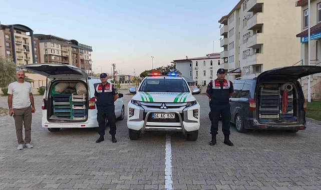 Doğubayazıt'ta kaçak kurbağa avcılığına jandarma operasyonu