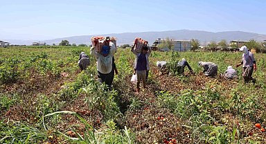 Domates işçileri çöl sıcaklarında saati 250 TL'ye ter döküyor