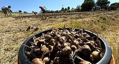 Dünyanın en pahallı baharatı Safran toprakla buluşuyor