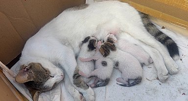Durakta doğum yapan kedi ve yavrularına taksiciler sahip çıktı