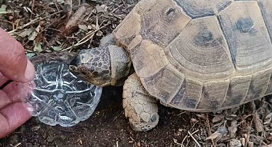 Duyarlı vatandaştan yüreklere dokunan hareket: Kaplumbağaya gözyaşları içinde su içirdi