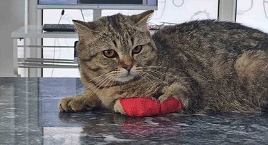 Düzce'den 420,3 ton kedi köpek maması ihraç edildi
