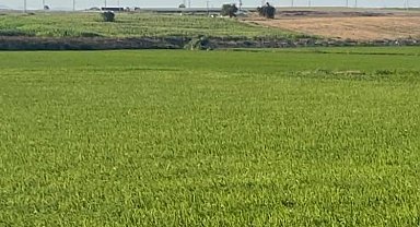 Edirne İpsala'da çeltik üretiminde damlama sulama ile yüksek verim